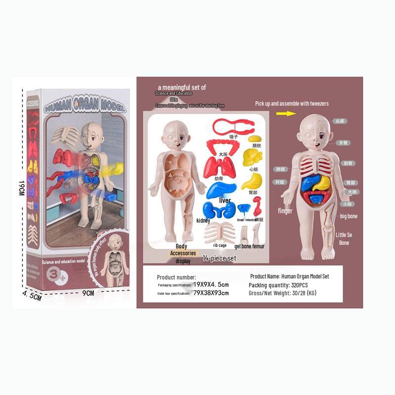 

Human Organ Assembly Model Set - STEM Skeleton Toy for Kids