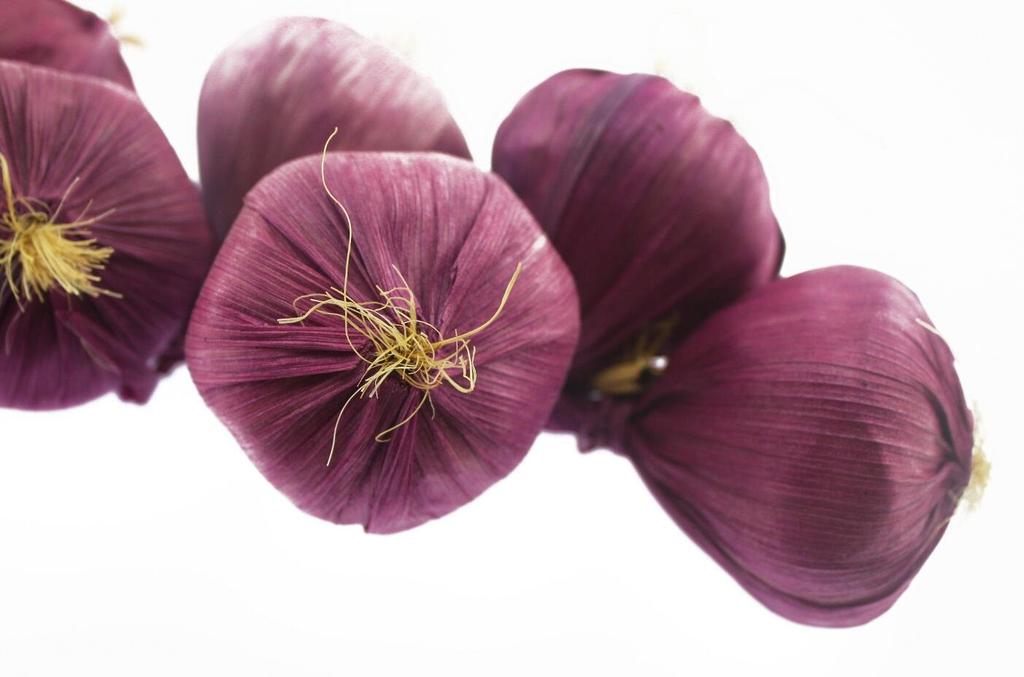 Naissant Garlic Hanging Rope Food Set of Italian Restaurant Supplies White and One Samples, 2, (One Purple)