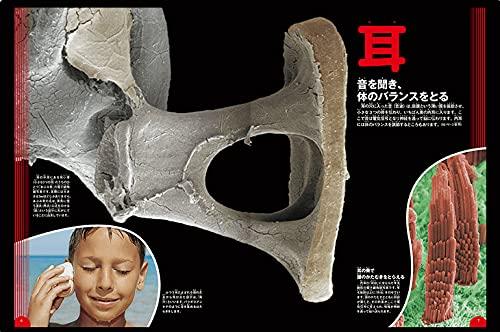 [DVD Included] Human Body (Gakken's Illustrated Book LIVE) Illustrated Book for Ages 3 To Elementary School Students