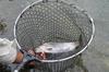 Daiichi Seiko Landing Net Auto King Frame Gunmetal Landing Net Fishing 48-160R