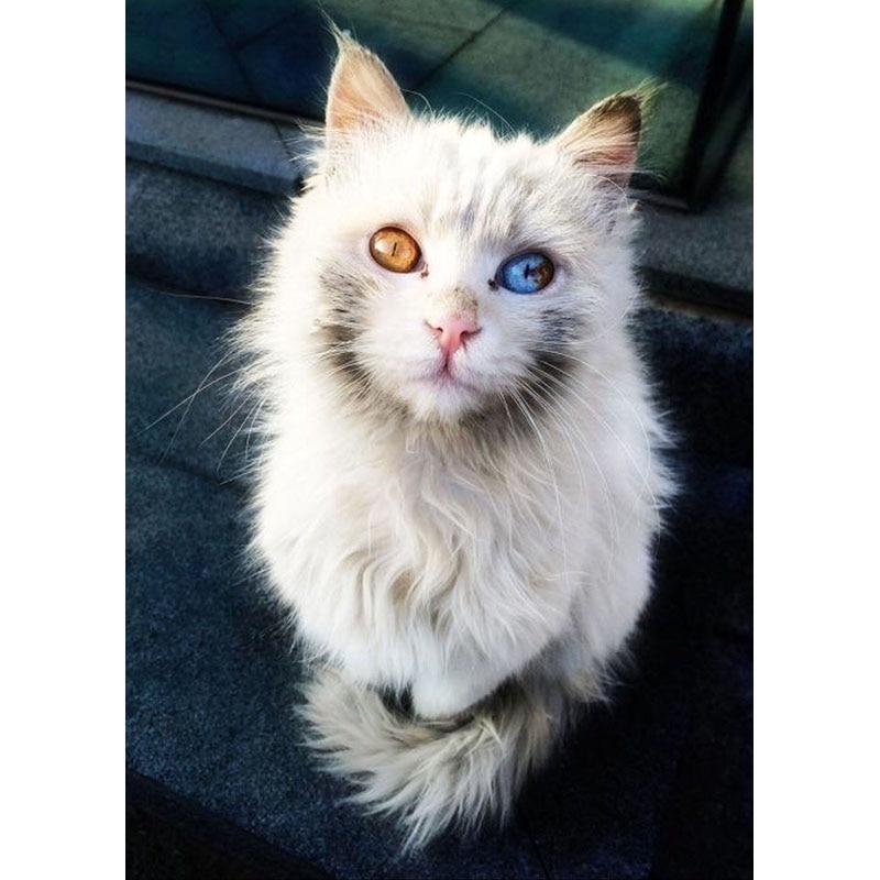 5D DIY Diamond Painting Tabby Cat Art Diamond Embroidery Rhinestones Decorations for Home