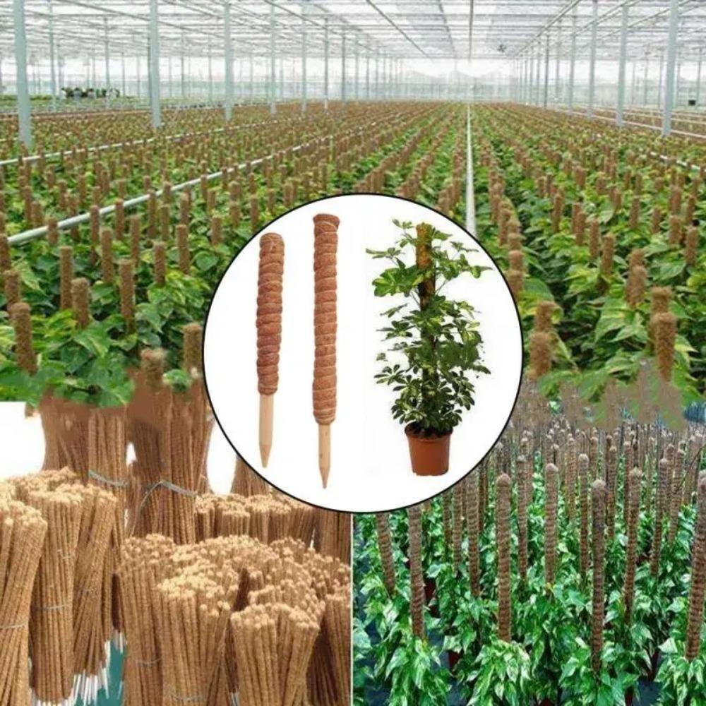 Diy Modeling Plant Climbing Poles Can Be Bent At Will Coconut Palm Rods Free Shaping Column Moss Gardening