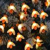 Honeybee String Lights Waterproof Intelligent Control 20 LED Solar  String Lights for Gard