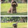 Fashion Pet Hat For Small to Large Dog Adjustable Cord Sunproof Baseball Hat for Walking Hiking Outdoor Sport Activity