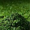 Guhong Green Tea