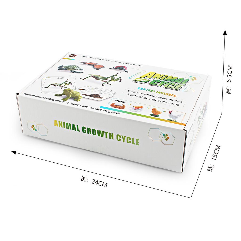 25 Piece Realistic Insect Growth Cycle Card Set Featuring Worm Ladybug Dragonfly Frog Snail Models