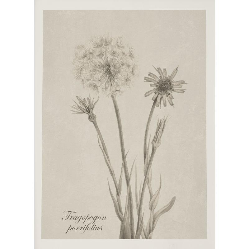 

Antique Neutral Botanical Floral Minimalist Wildflower Poster Wall Art Pictures Canvas Painting Home Farmhouse Decor 21cm×30cm NoFrame