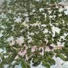 Pure Natural Wild Dried Mulberry Leaves Natural Sun Dried Chinese Herbs 500g