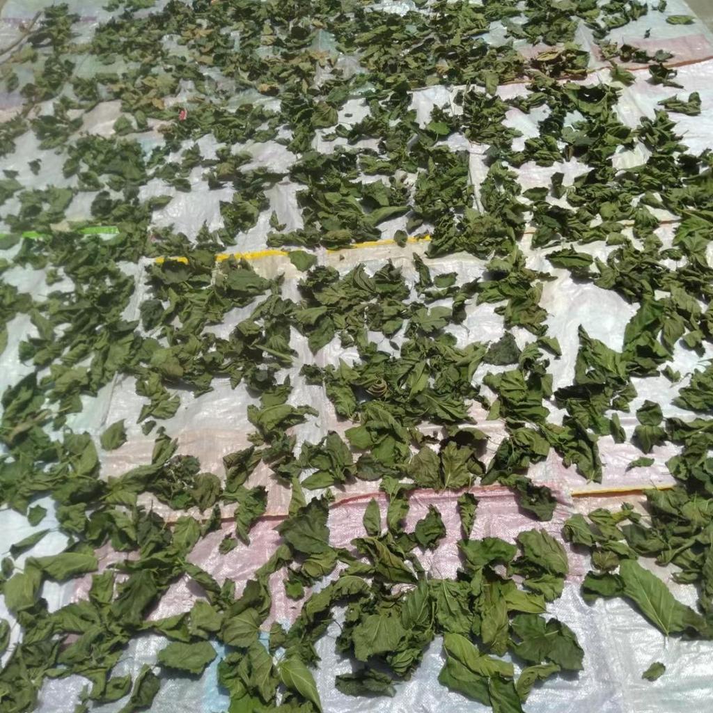 Pure Natural Wild Dried Mulberry Leaves Natural Sun Dried Chinese Herbs 500g
