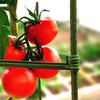 10Pcs Plant Trellis Connectors Flexible Sturdy Rust-Proof Plastic Connecting Rod Support Expandable Garden Vegetables Tomato Cage Stake Arm