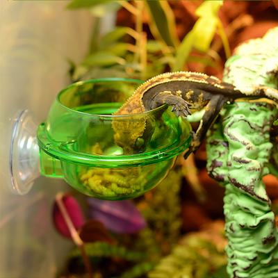 Suction Cup Reptiles Feeder Bowl Anti-Escape Reptile Food Bowl Drinker Bowl for Tortoise Gecko Snakes Chameleon Iguana