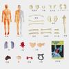 Huang Yem Human Anatomy Model, 3D Organ Model, Human Internal Organs Model with Removable Organs, Anatomical Model Set, Educational Toy for Kids, Chri