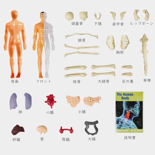 Huang Yem Human Anatomy Model, 3D Organ Model, Human Internal Organs Model with Removable Organs, Anatomical Model Set, Educational Toy for Kids, Chri