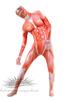 Attack On Titan Colossal Titan Full Body Zentai Cosplay Skin Tights Costume for Halloween (M)