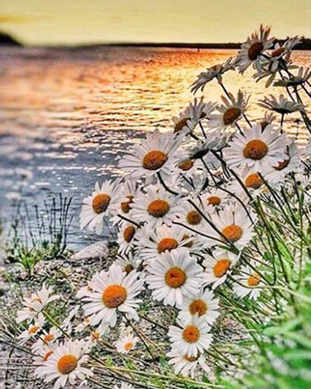 5d diamantové vyšívací květiny Sada křížových stehů Diamantový lakovací závod Plný čtverec Obrázek štrasové mozaiky Home Decor