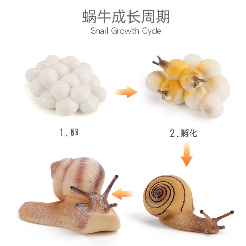 Hot Animal Life Cycle Board Children Toys Montessori Teaching Aids Plant Animal Growth Cycle Model Set Preschool Cognitive Toys