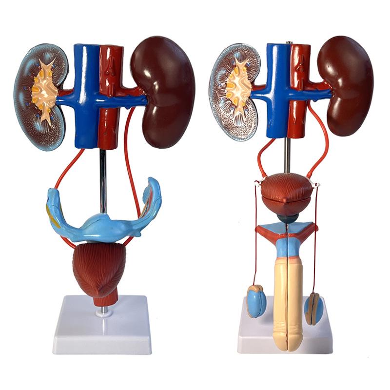 Modello Anatomico Genitourinario Maschile: Apparato Urinario Umano