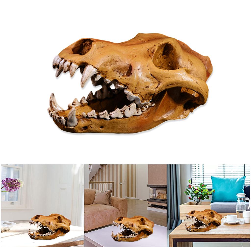 Resine Teschio di Lupo Artefatto Decorazione Realistica Modello Testa di Animale per Casa Scrivania Librerie Decorazioni Ornamento da Collezione