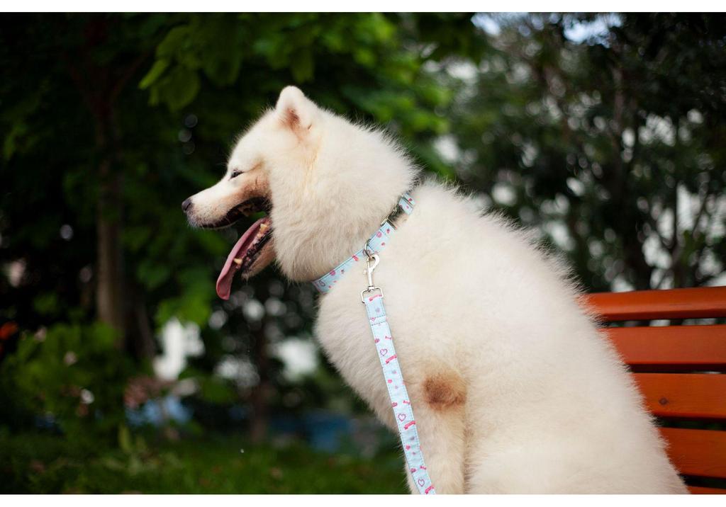 Macaron Ice Cream Laser Engraved Dog & Cat Collar