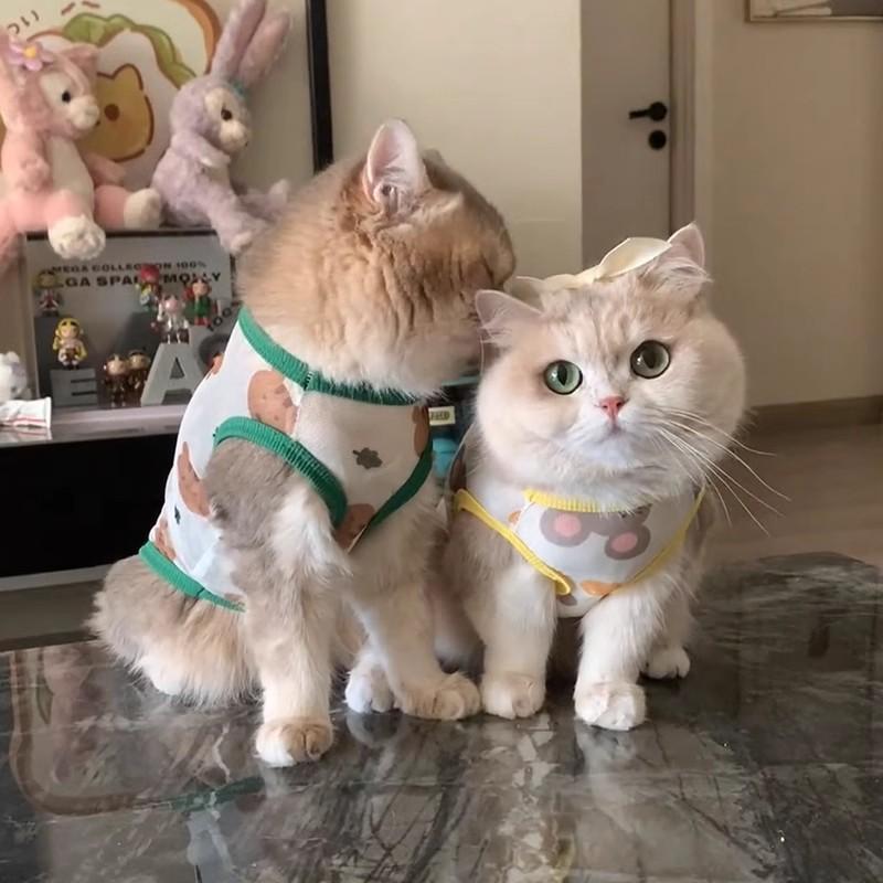 Cat Clothes Anti-hair Loss Thin Breathable Mesh Vest Pet Gold and Silver Gradient Kitten