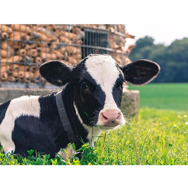 

DIY 5D алмазна картина Корова Ферма Тварина Алмазна вишивка хрестиком Повна кругла мозаїчна картина 20X30CM синій