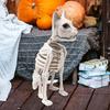 Realistic Cat Skeleton Halloween Decor Lifelike Multifunctional Creepy Sturdy Lightweight for Educational Model 5.9x9.4x13.4inch