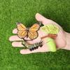 New Creative Childrens Cognitive Education Toy Simulation Animal Insect Model Mini Animal Butterfly Growth Cycle Ornaments