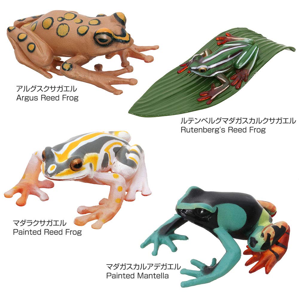 Calorata Frog 3D Encyclopedia Frogs with Realistic Figures Birthday Gift Sanitation Law Figure Box Christmas Gift (16 Instructions) (Educational Toys)