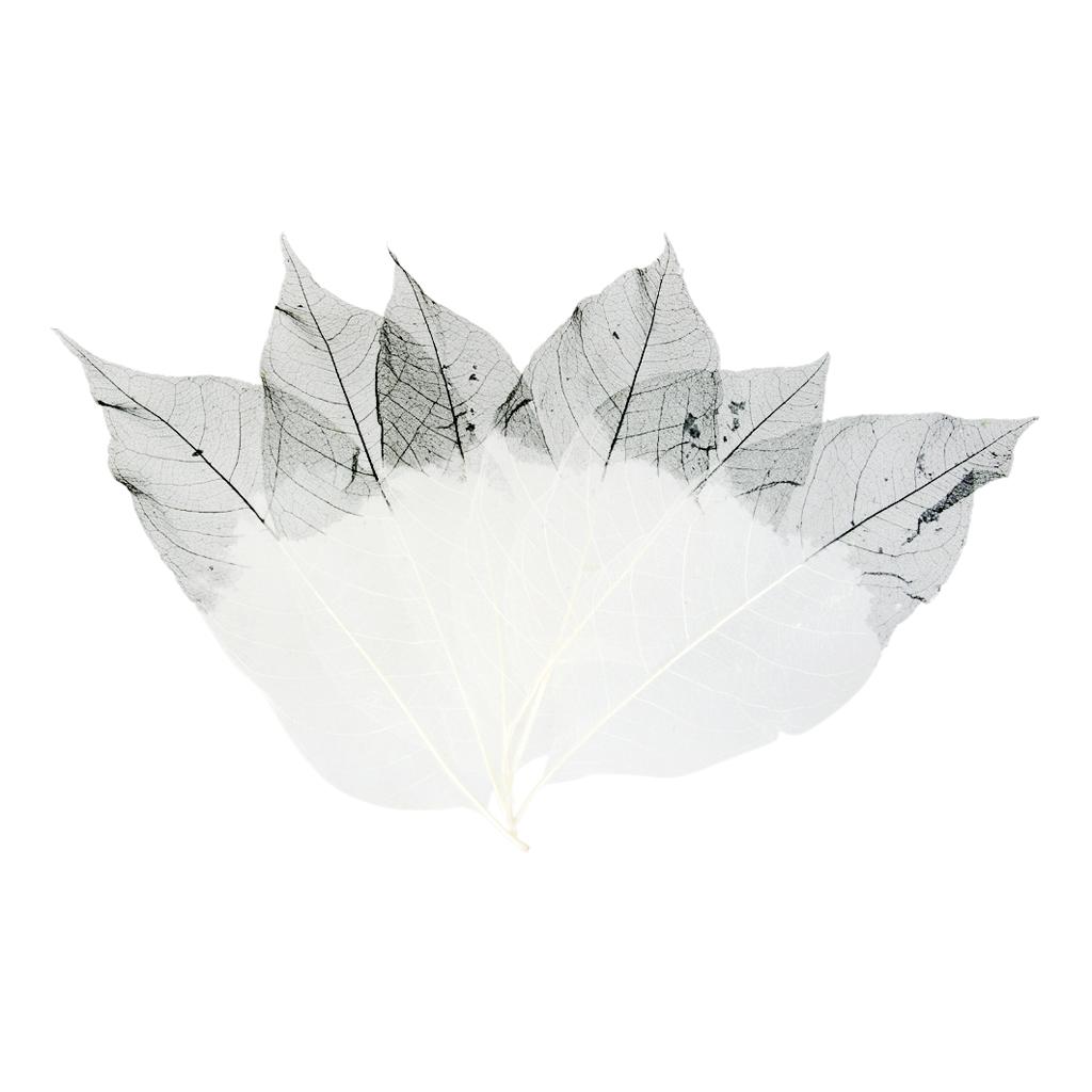 50 ks Přírodní magnóliové kostrové listy Listy Karta Scrapbook