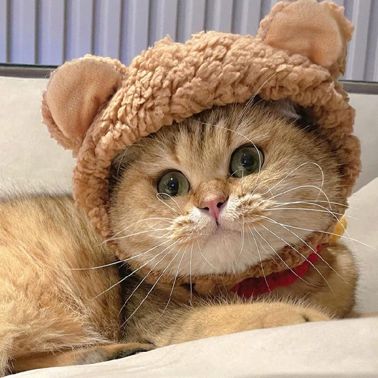Pet Cap Bear with Ears Hat Cute Costume Party Accessories Cats and Dog