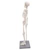 85cm model lidské kostry se stojanem, biologický experimentální nástroj pro anatomickou výuku