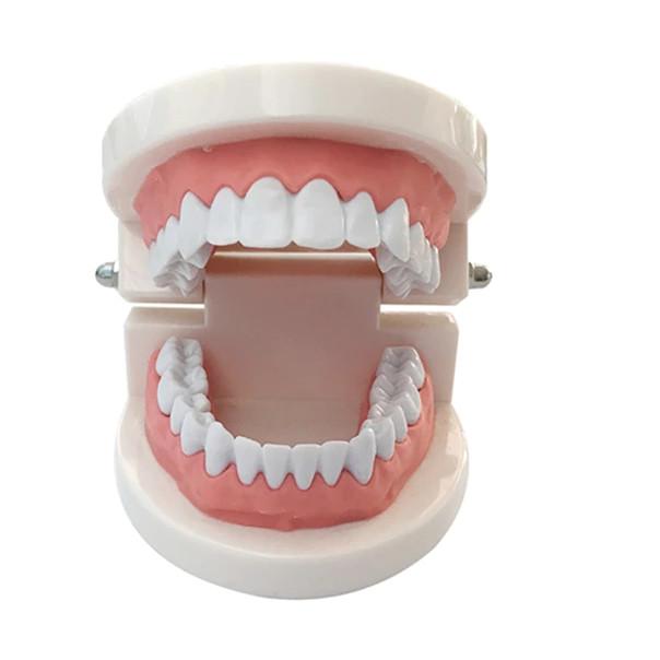 Early Childhood Education Brushing Model Oral Teaching Tooth Model Large Simulation Tooth Model Montessori Teaching Tool