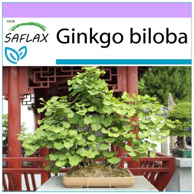 Bonsái - Árbol de culantrillo - 4 semillas - Ginkgo biloba
