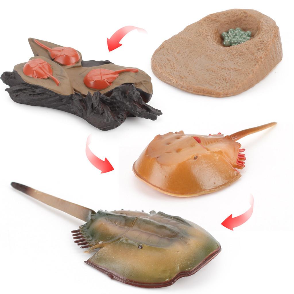 Childrens Educational Animal And Insect Growth Cycle Pvc Earthworm Octopus Model Set For Kids Learning And Activities