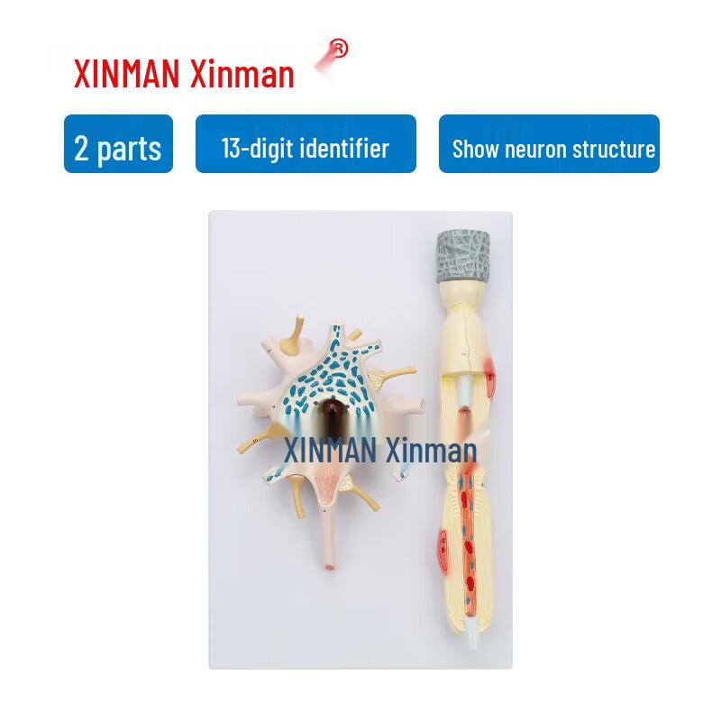 Xinman Amplified Neuron Model