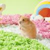 Small Animal Bedding Absorbent Litter Syrian Dwarf Bedding For Cage Accessories Bunnies Chickens Chinchillas Gerbils Small Pets