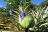 SAFLAX Africká lilie - 50 semen - Agapanthus orientalis