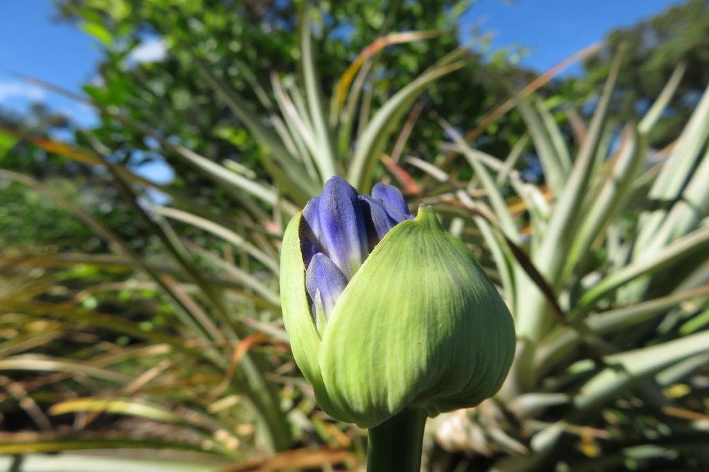 SAFLAX Africká lilie - 50 semen - Agapanthus orientalis
