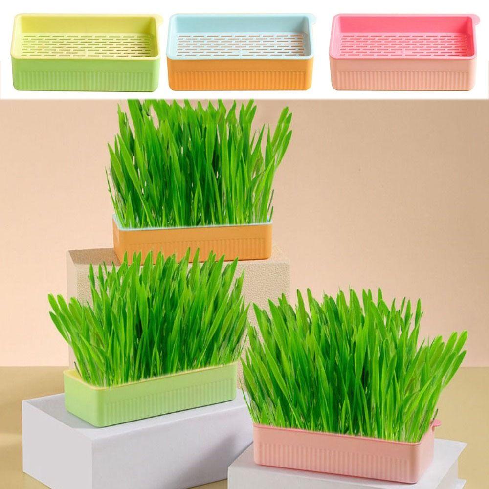 

Removable Cat Mint Planting 3 Colors Cat Grass Planting Box Practical Pet Catgrass Hydronic Plants