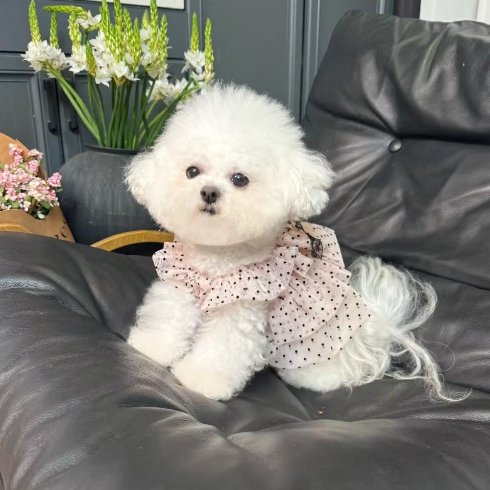 Thin Dogs Polka Dot Lace Dress Breathable Pet Tutu Skirt Polka Dot Cat Dress  For Small Dogs Cats