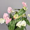 2 Forks Artificial Anthurium Multicolor Simulation Plant NEW Artificial Flower  Home Decoration