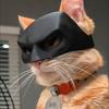 Funny Prank Pet Cat Mask (Black Bat/White Style), Festive Photo Prop for Easter & Halloween Parties