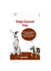 Kniha Galgo Espaol Dog : The Ultimate Handbook To Raising A Well-Behaved Galgo Espaol Dog For Beginners