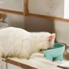 Elevated Cat Bowl With Stand - Durable Plastic Pet Food & Water Dish, Sleek Modern Neck-Friendly Feeding For Cats & Dogs