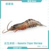 Simuliertes Meereskreaturenmodell Kinderkognition Penaeus Monodon Aquatische Tigergarnele Meeresboden-Tier Statisches Ornament