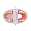 Dental Typodont Teeth Model with Orthodontic Metal Bracket for Dentist Teaching Research Dental Laboratory
