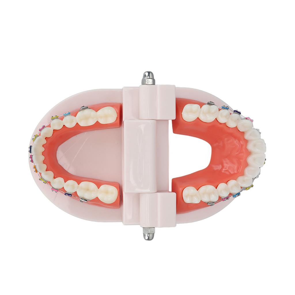 Dental Typodont Teeth Model with Orthodontic Metal Bracket for Dentist Teaching Research Dental Laboratory