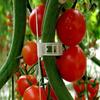 100Pcs Plant Support Clips Reusable Plastic Plant Vine Protection Grafting Fixing Tools for Vegetable Tomato Garden Supplies