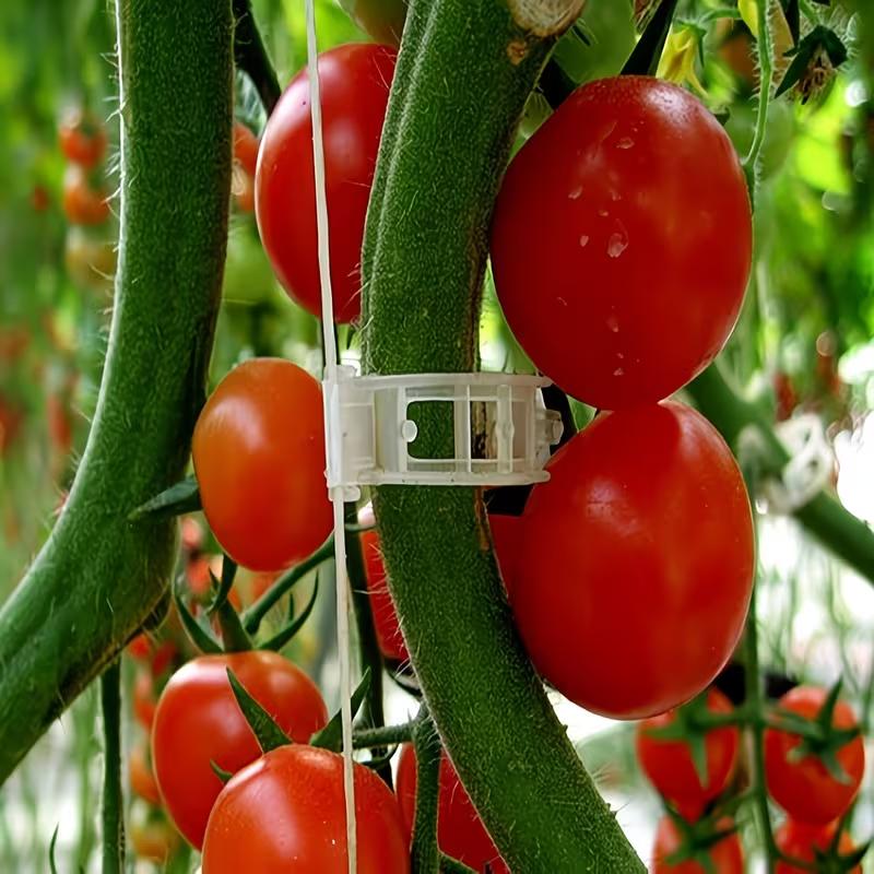 100Pcs Plant Support Clips Reusable Plastic Plant Vine Protection Grafting Fixing Tools for Vegetable Tomato Garden Supplies