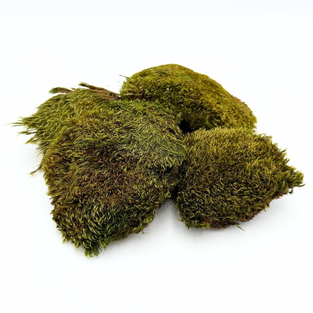 BioClumb Moss Cushion moss, tufts 100g